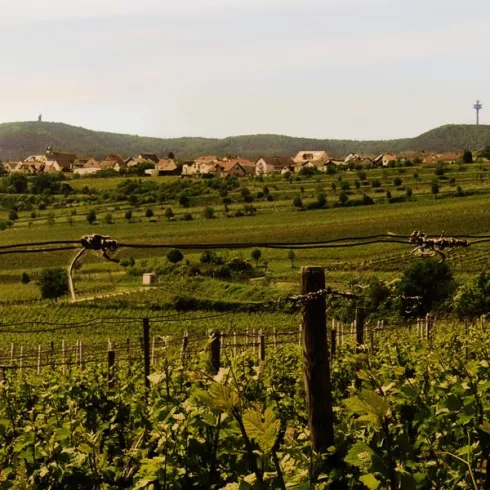 Weingut Gabel, Weinberg (© Weingut Gabel)