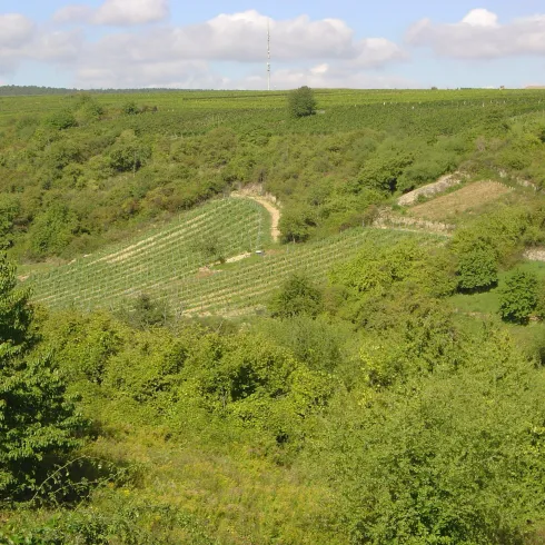 Eine Landschaft aus Weinbergen und wald zusammen.