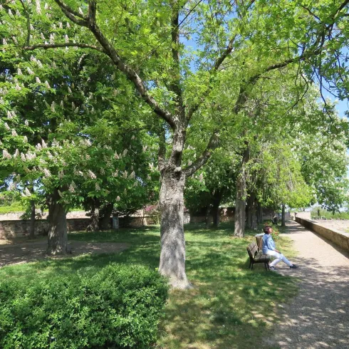Ein Garten mit einer Mauer drum herum. In dem garten stehen viele Bäume die für Schatten sorgen, dazu kommen mehrere Holzbanken. Auf einer dieser bnaken sitzt bereits eine Frau.