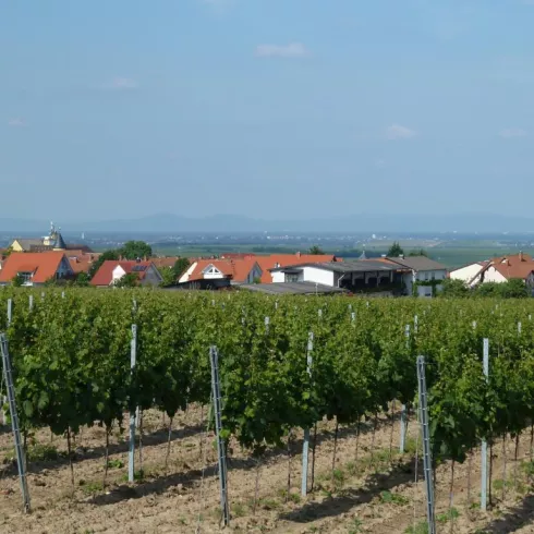 Weingut Becker - Ansicht durch die Reben (© Urlaubsregion Freinsheim)