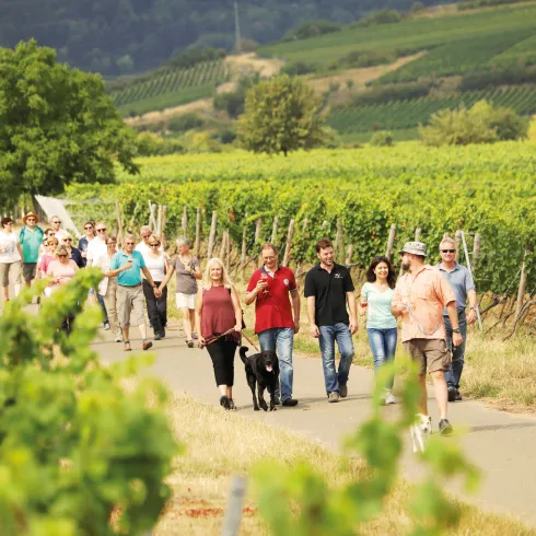 Wanderer im Weinberg