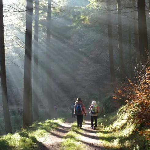 Wanderer im Pfälzerwald