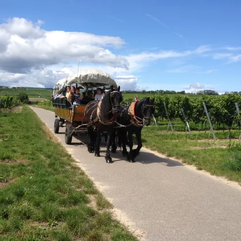 Planwagen in den Weinbergen