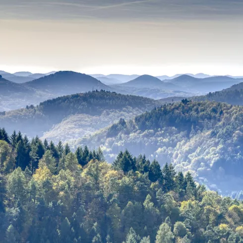 Panorama des Pfälzerwaldes