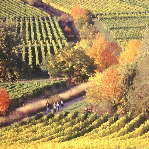 Wanderer in den herbstlichen Weinbergen