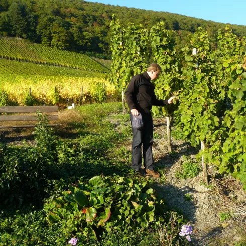 Winzer im Weinberg