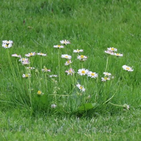 Gänseblümchen